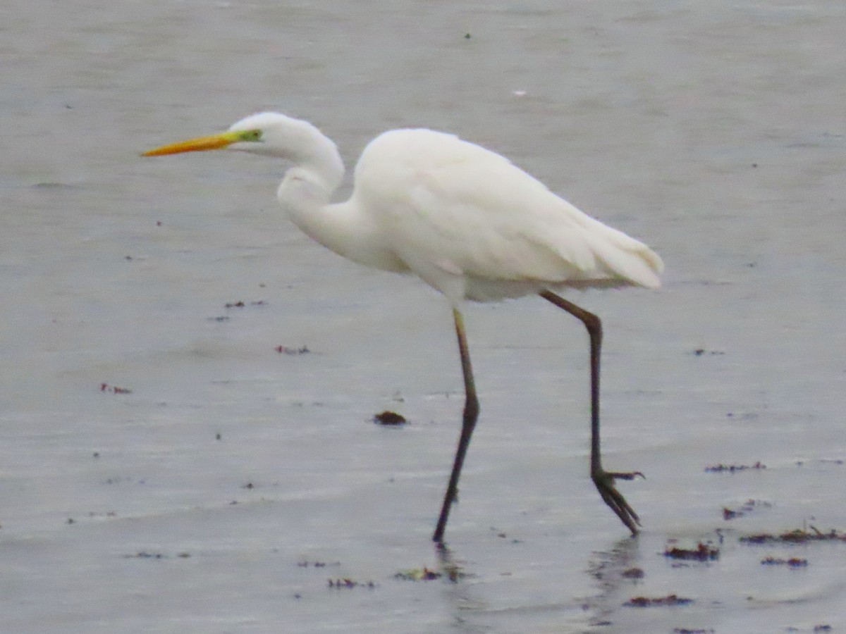 Great Egret - Andrew Collins