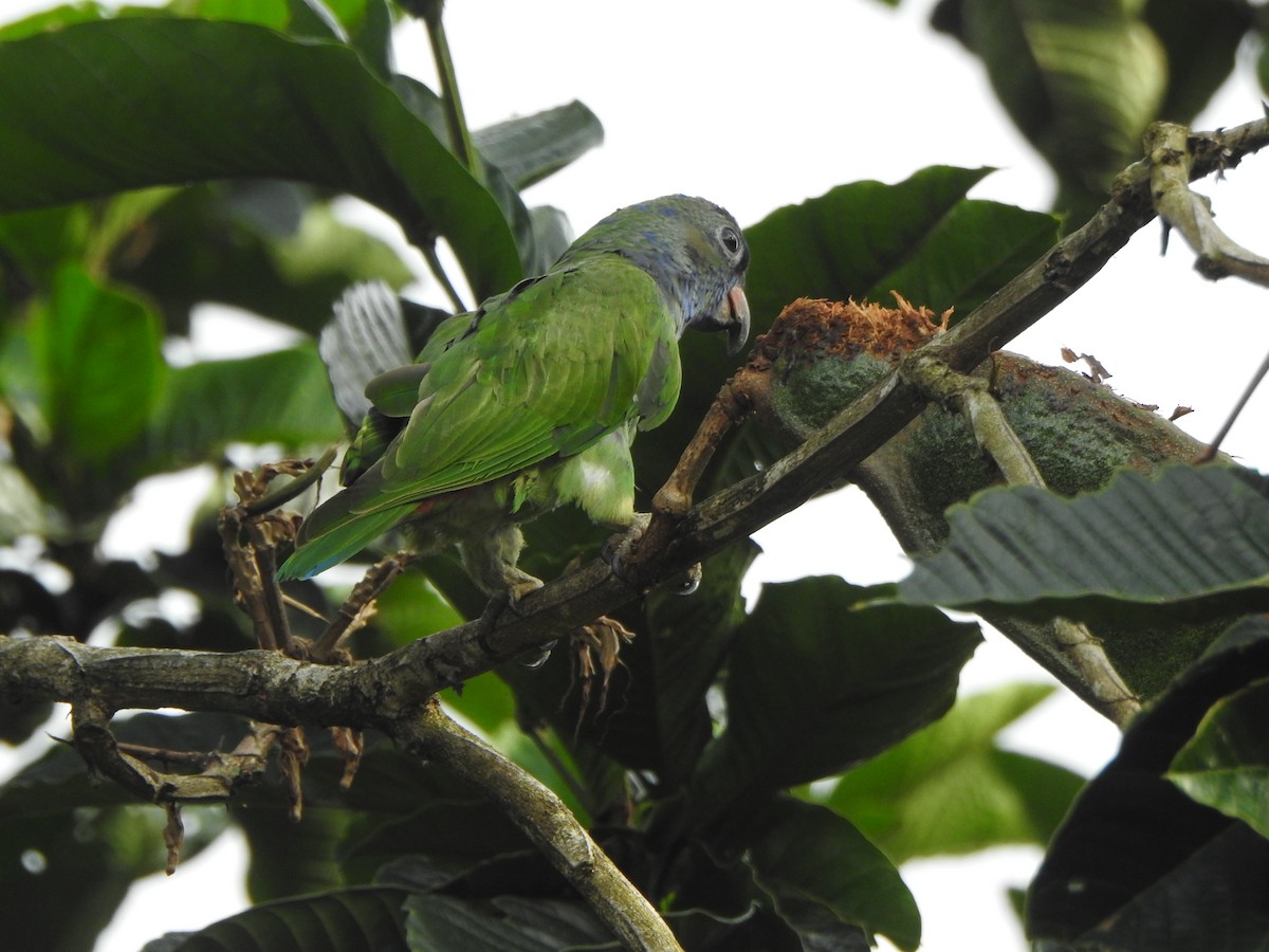 Blue-headed Parrot - ML624581254