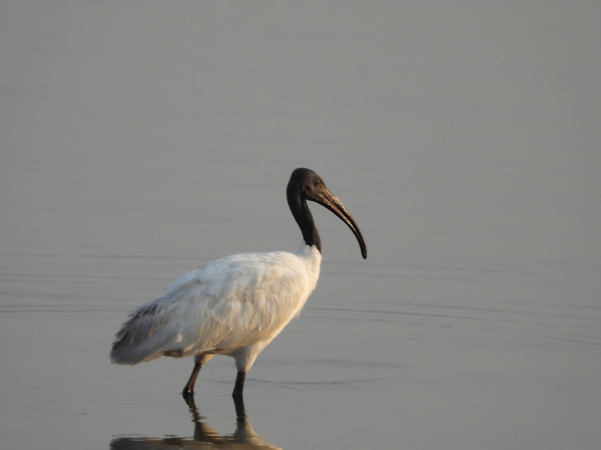 Black-headed Ibis - ML624581255