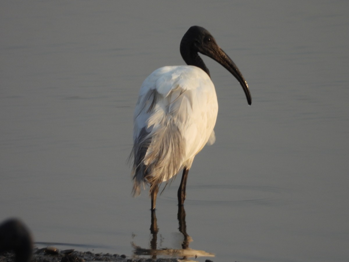 Black-headed Ibis - ML624581256