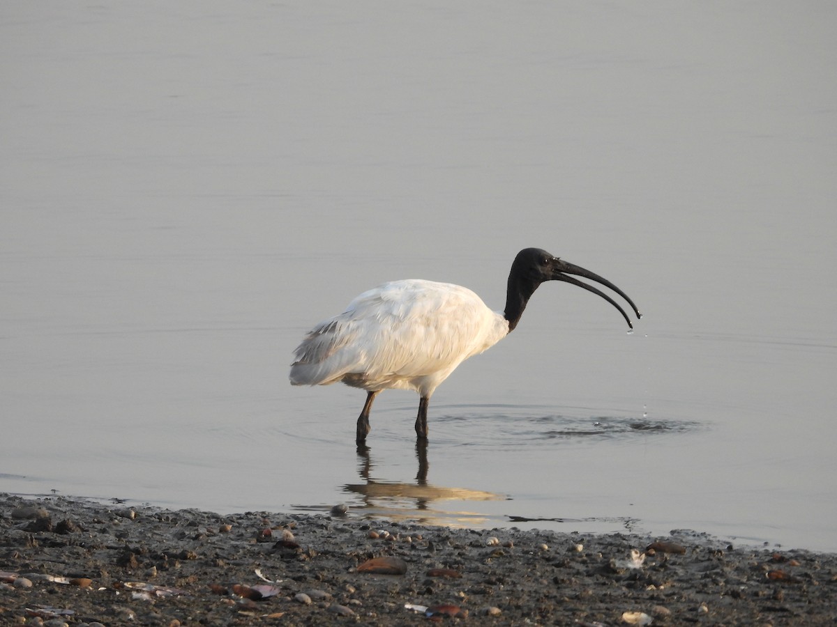 Black-headed Ibis - ML624581257