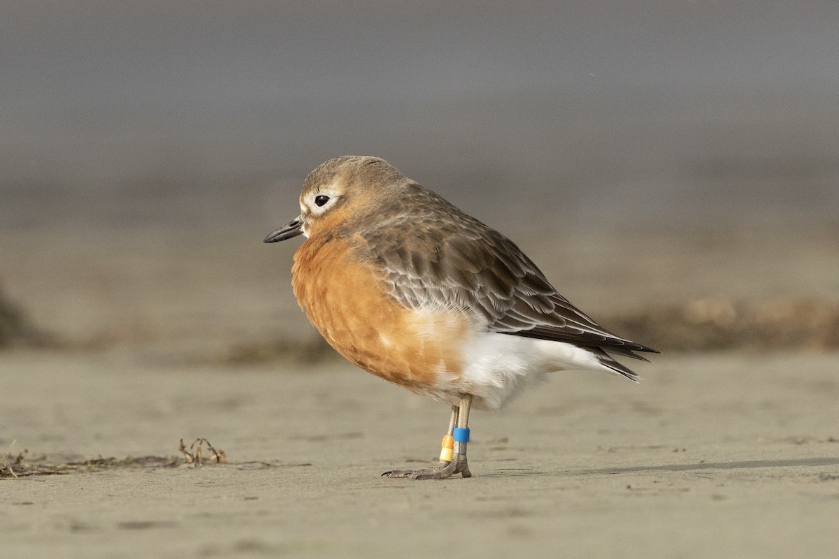 Red-breasted Dotterel (Southern) - ML624581259