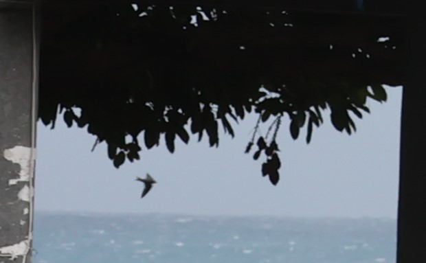 Pacific Swallow - ML624581260