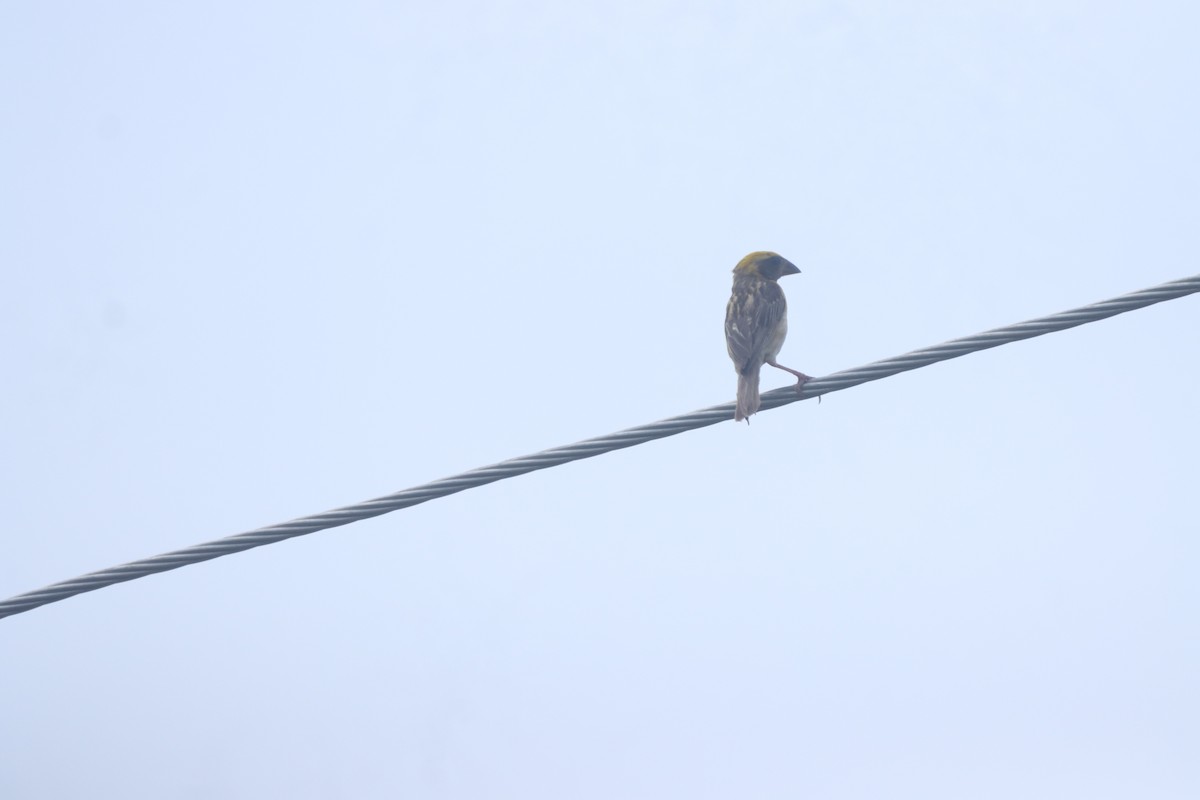 Baya Weaver - PRABHAKAR GUJJARAPPA