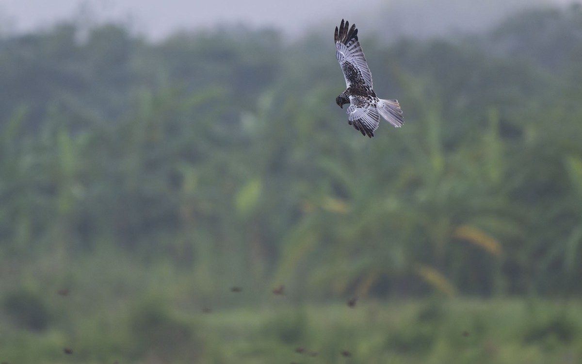 Eastern Marsh Harrier - Sin-Syue Li