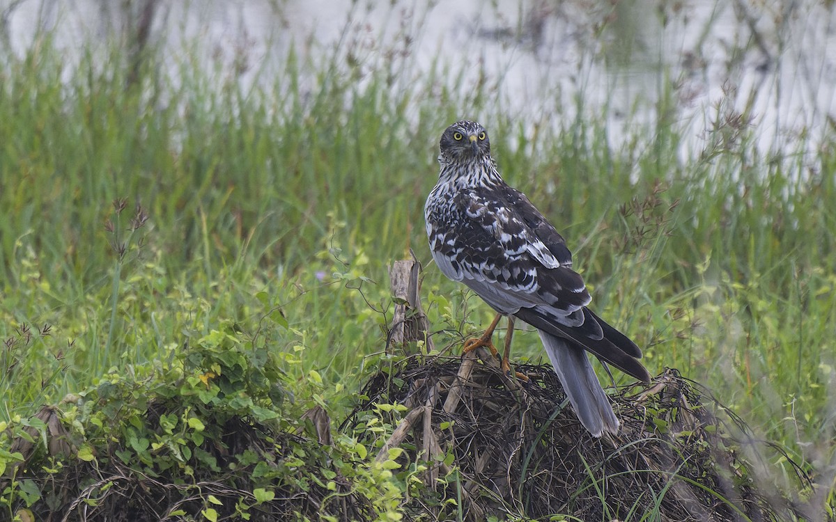 Eastern Marsh Harrier - Sin-Syue Li