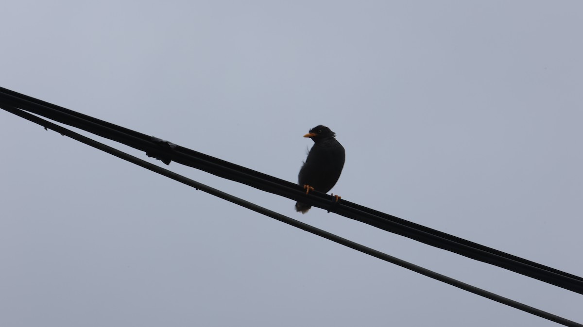 Javan Myna - Chengheng Hu