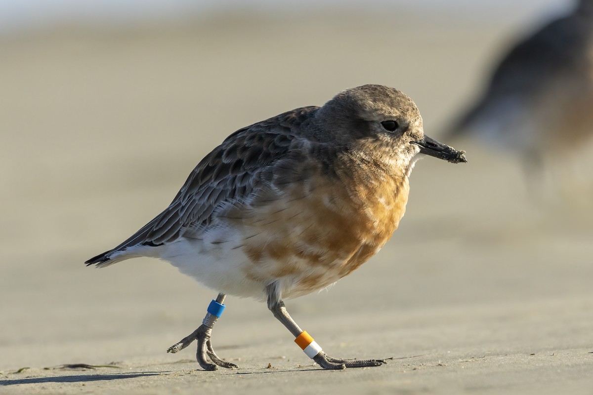 Red-breasted Dotterel (Southern) - ML624581295