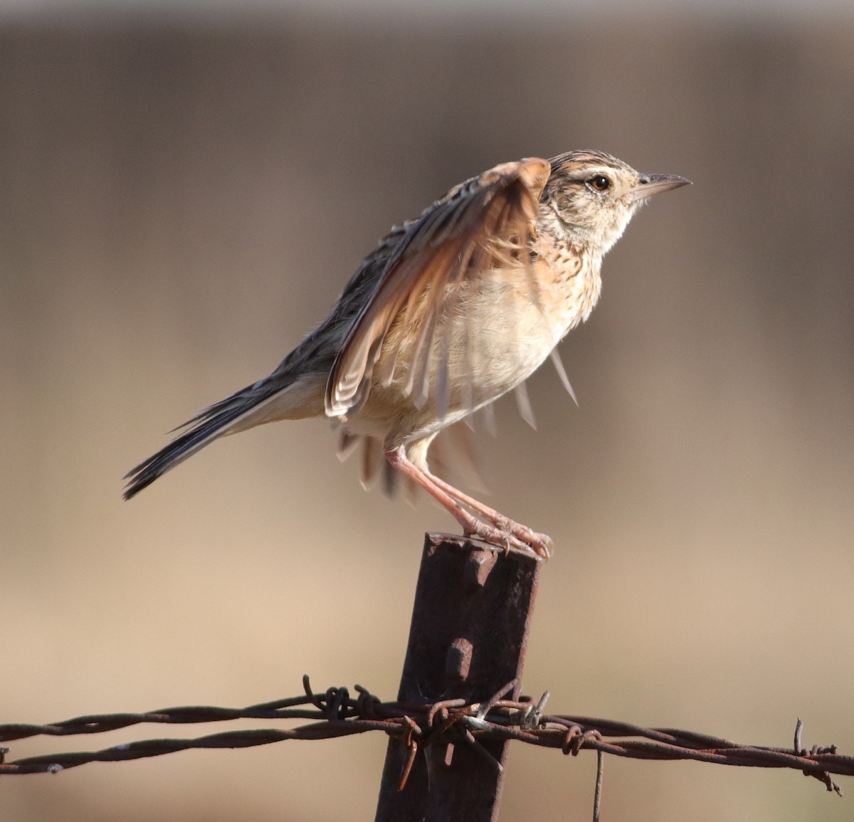 Rufous-naped Lark - ML624581301