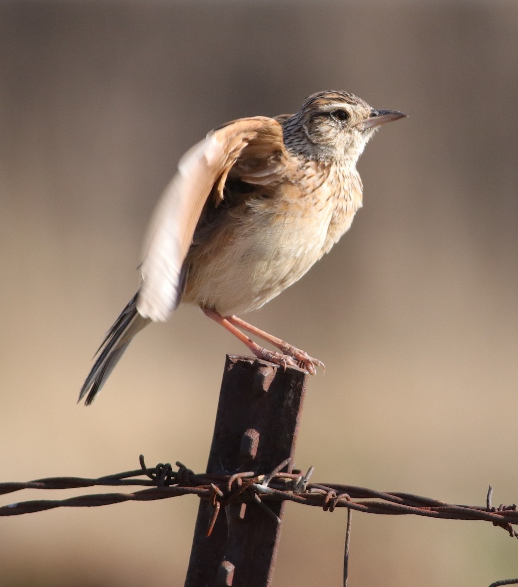 Rufous-naped Lark - Dawie de Swardt