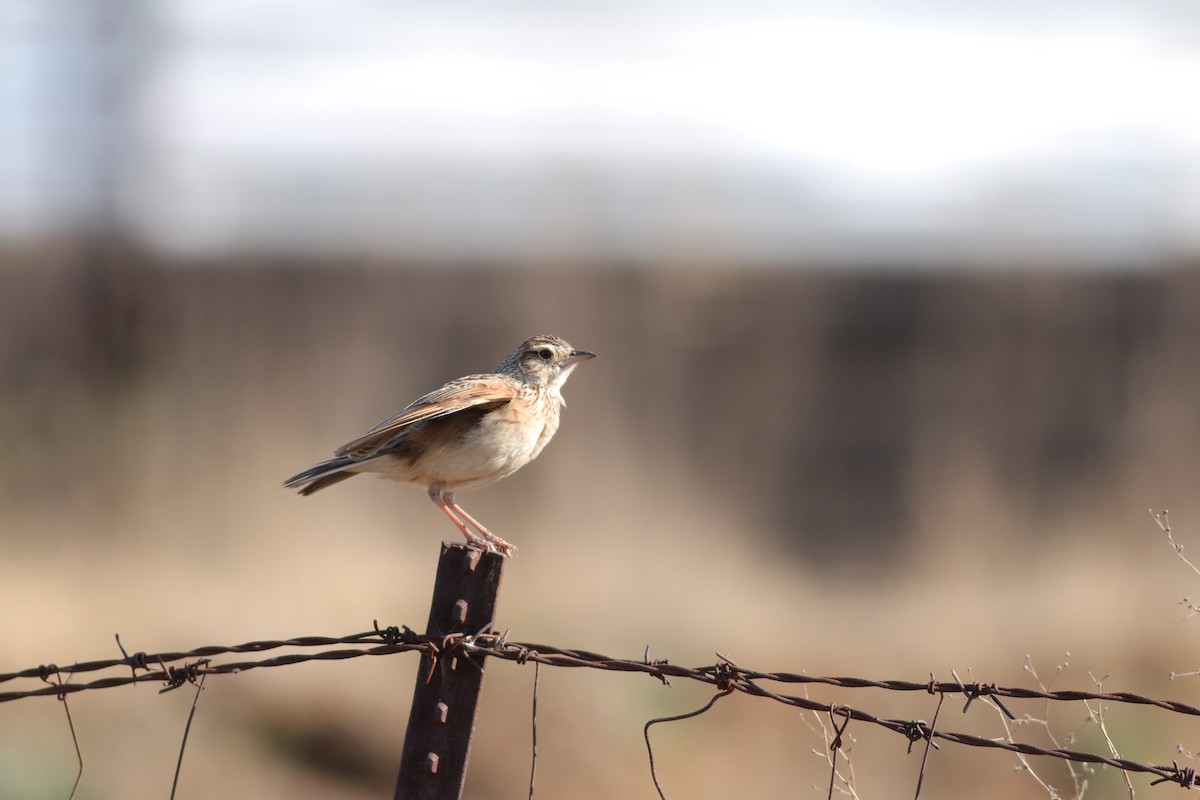 Rufous-naped Lark - ML624581303