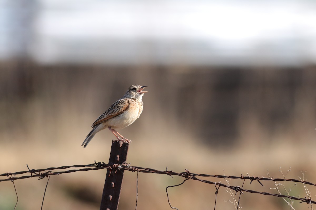 Rufous-naped Lark - ML624581304