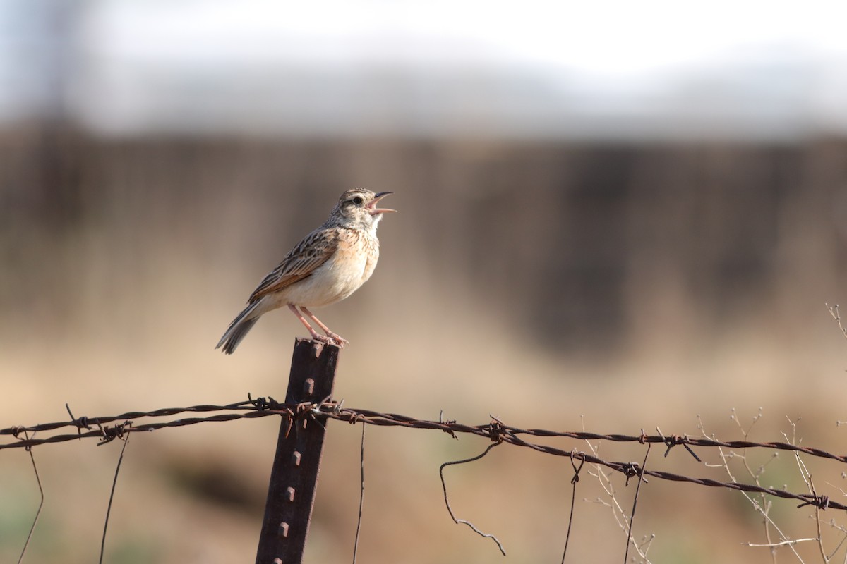 Rufous-naped Lark - ML624581305