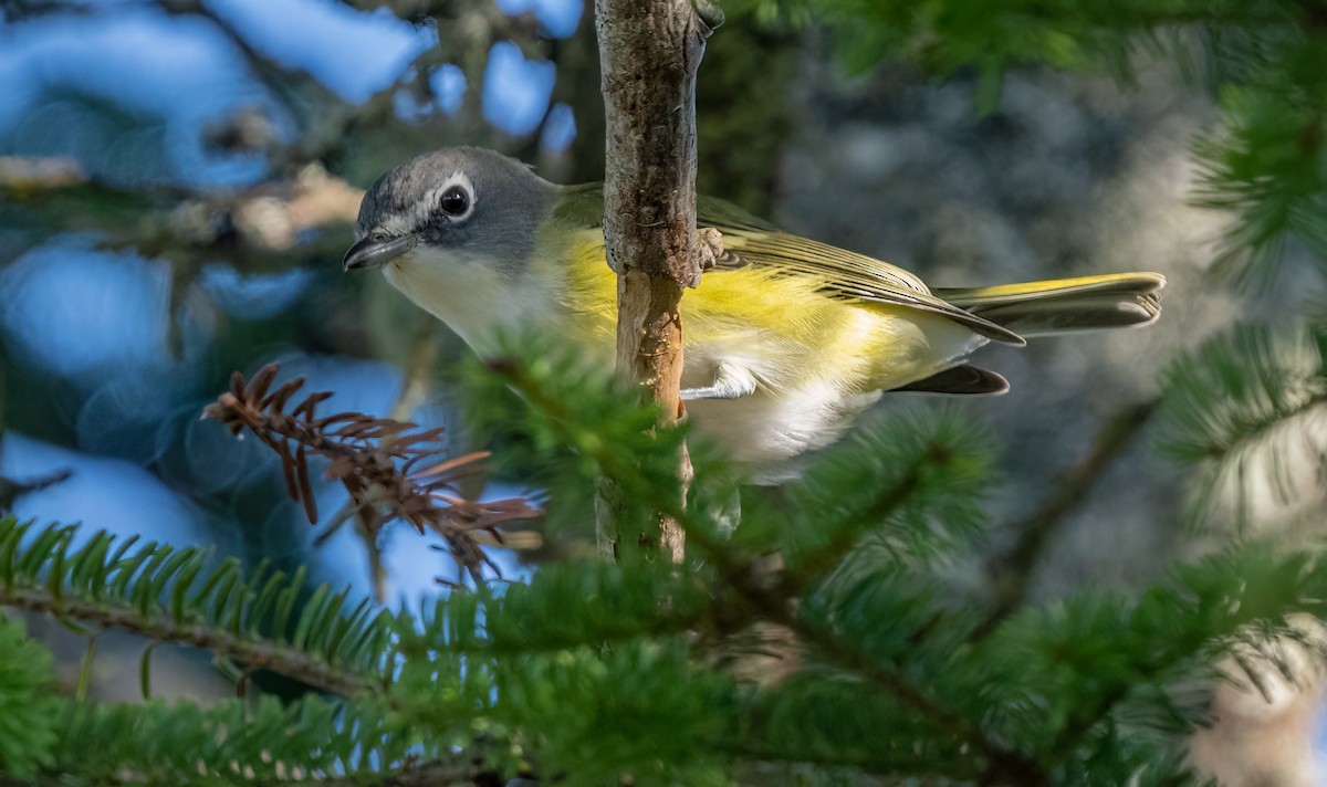 Blue-headed Vireo - ML624581312