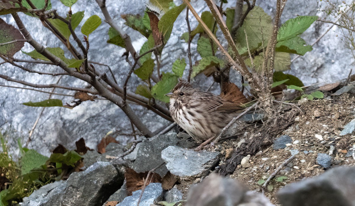 Song Sparrow - ML624581314