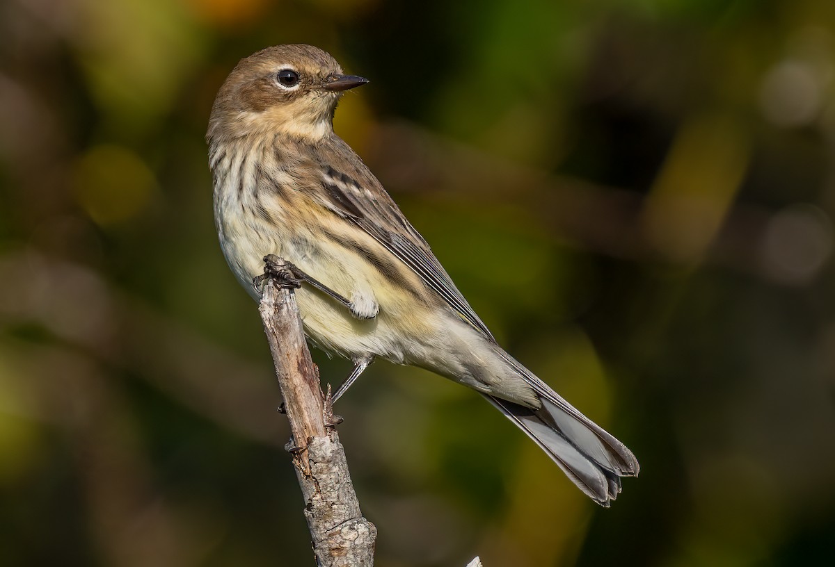 Yellow-rumped Warbler - ML624581316