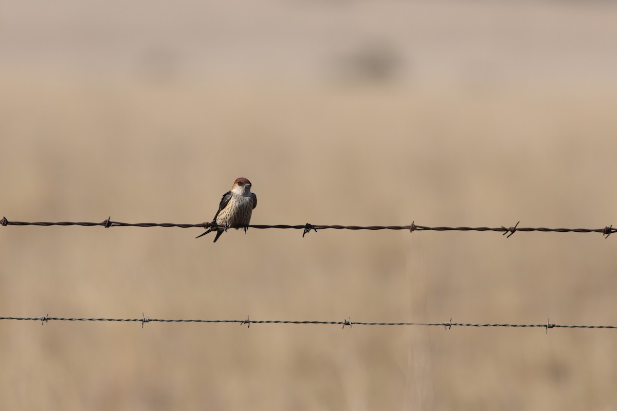 Greater Striped Swallow - ML624581317