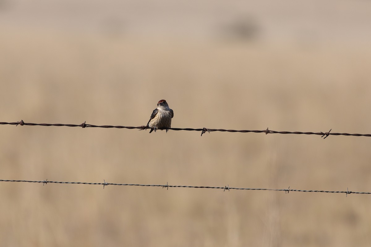 Greater Striped Swallow - ML624581318