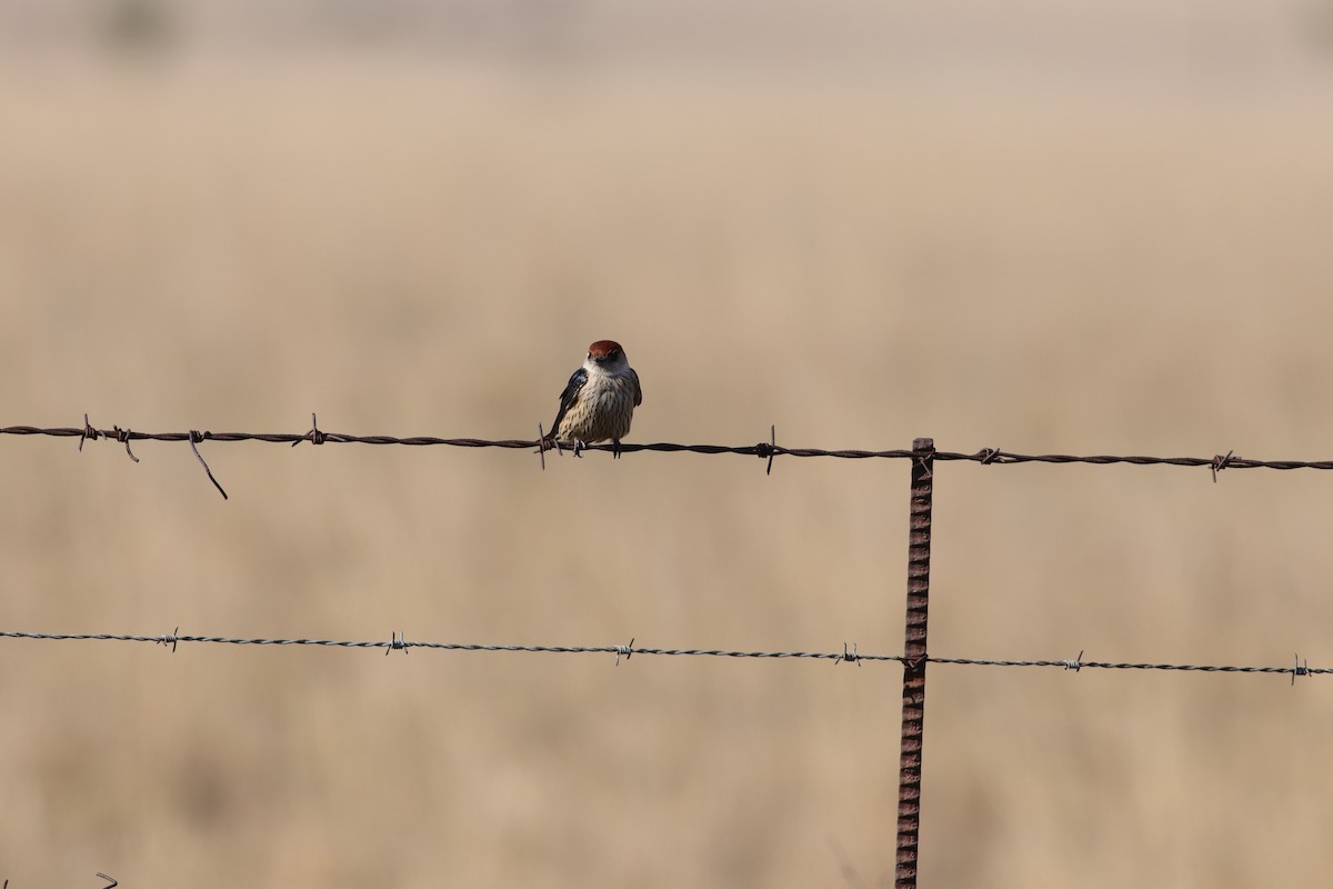 Greater Striped Swallow - ML624581319