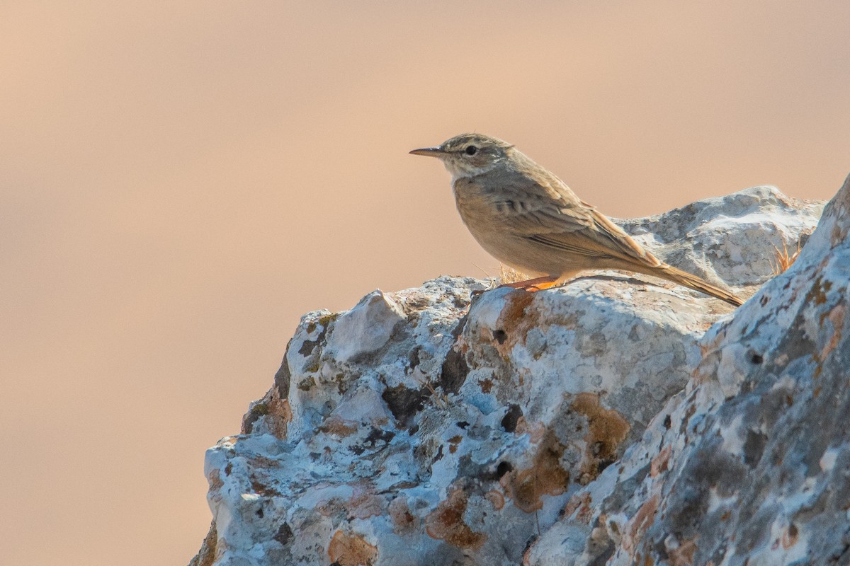 Long-billed Pipit - ML624581321