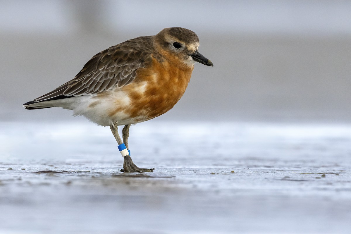 Red-breasted Dotterel (Southern) - ML624581324