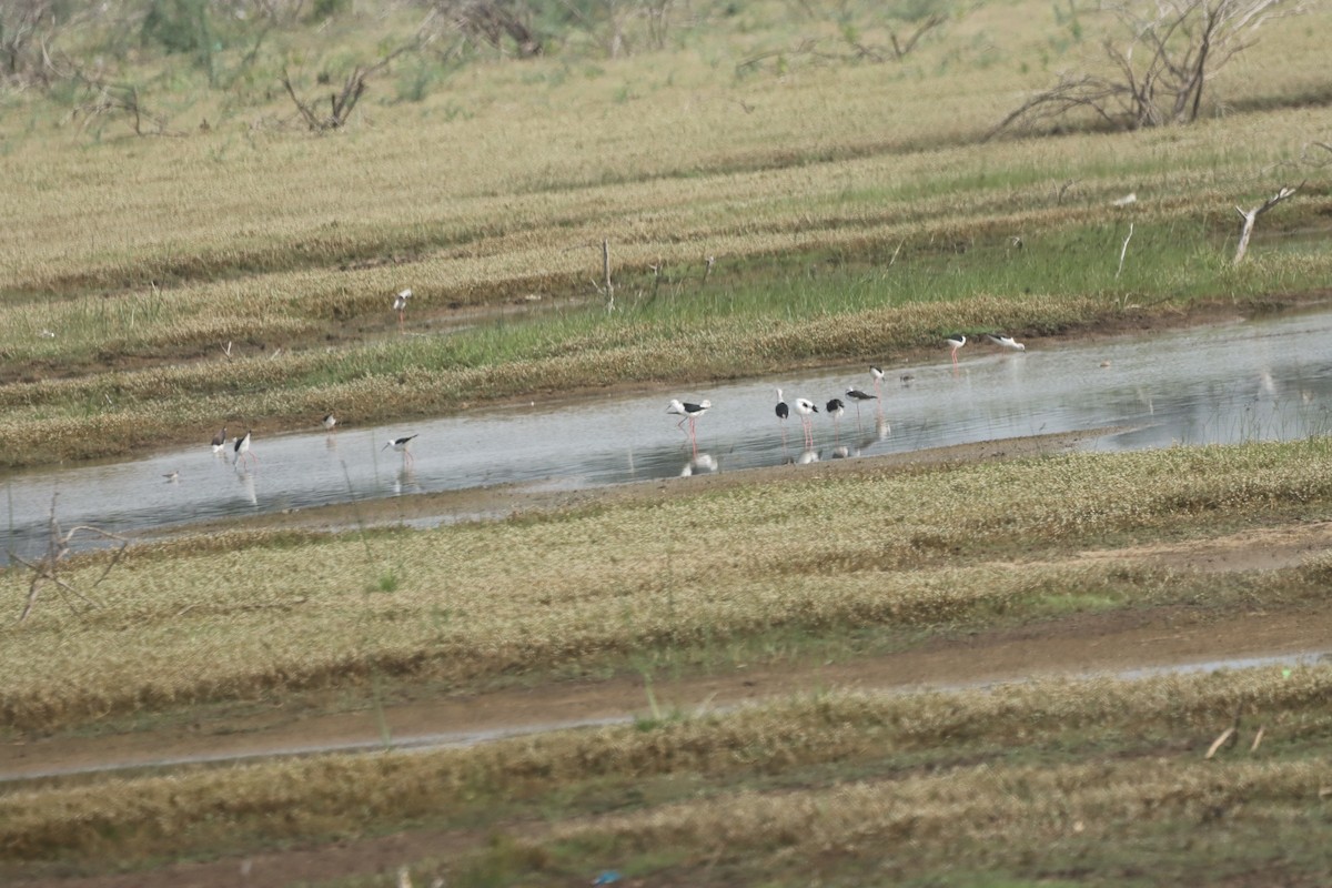 Black-winged Stilt - PRABHAKAR GUJJARAPPA