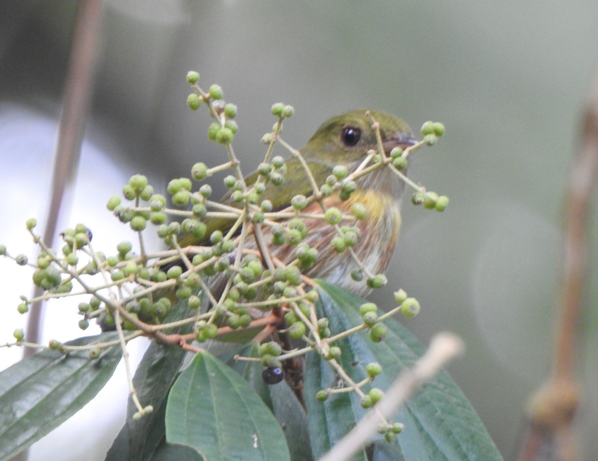 Striolated Manakin - ML624581326