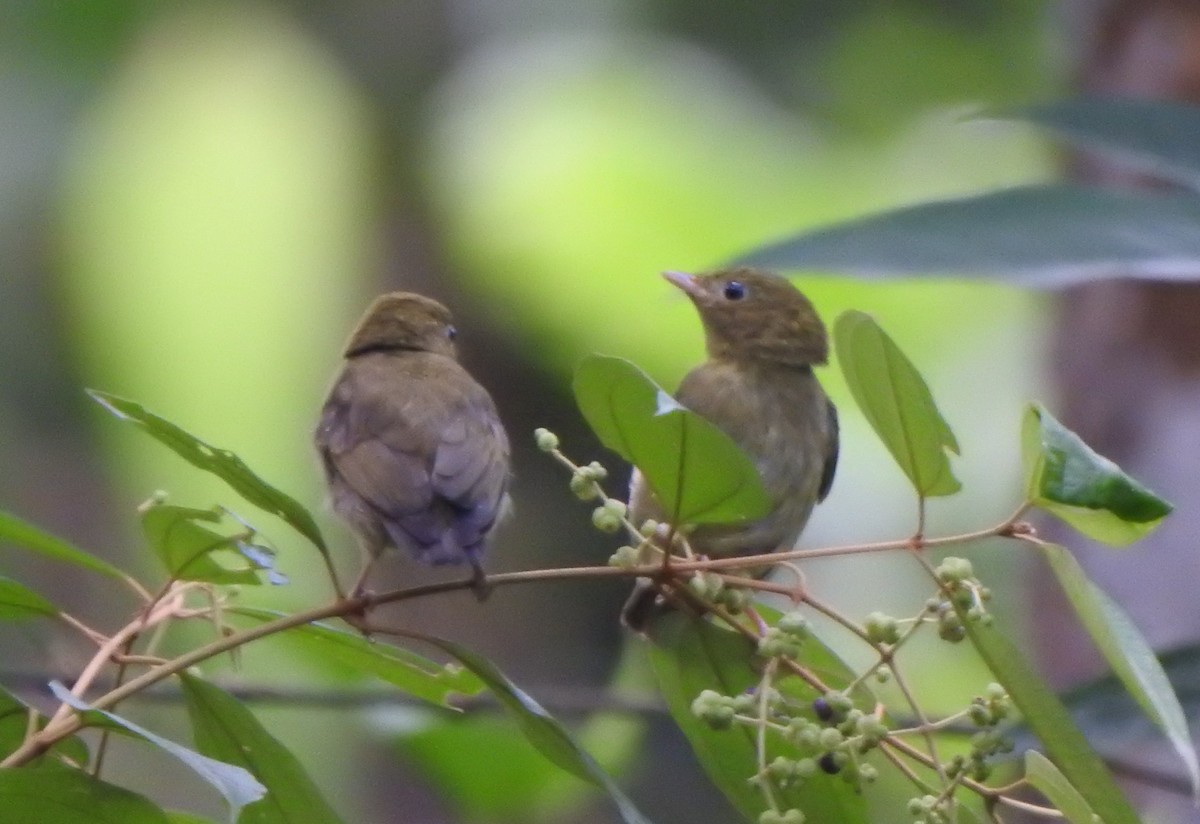 Striolated Manakin - ML624581327