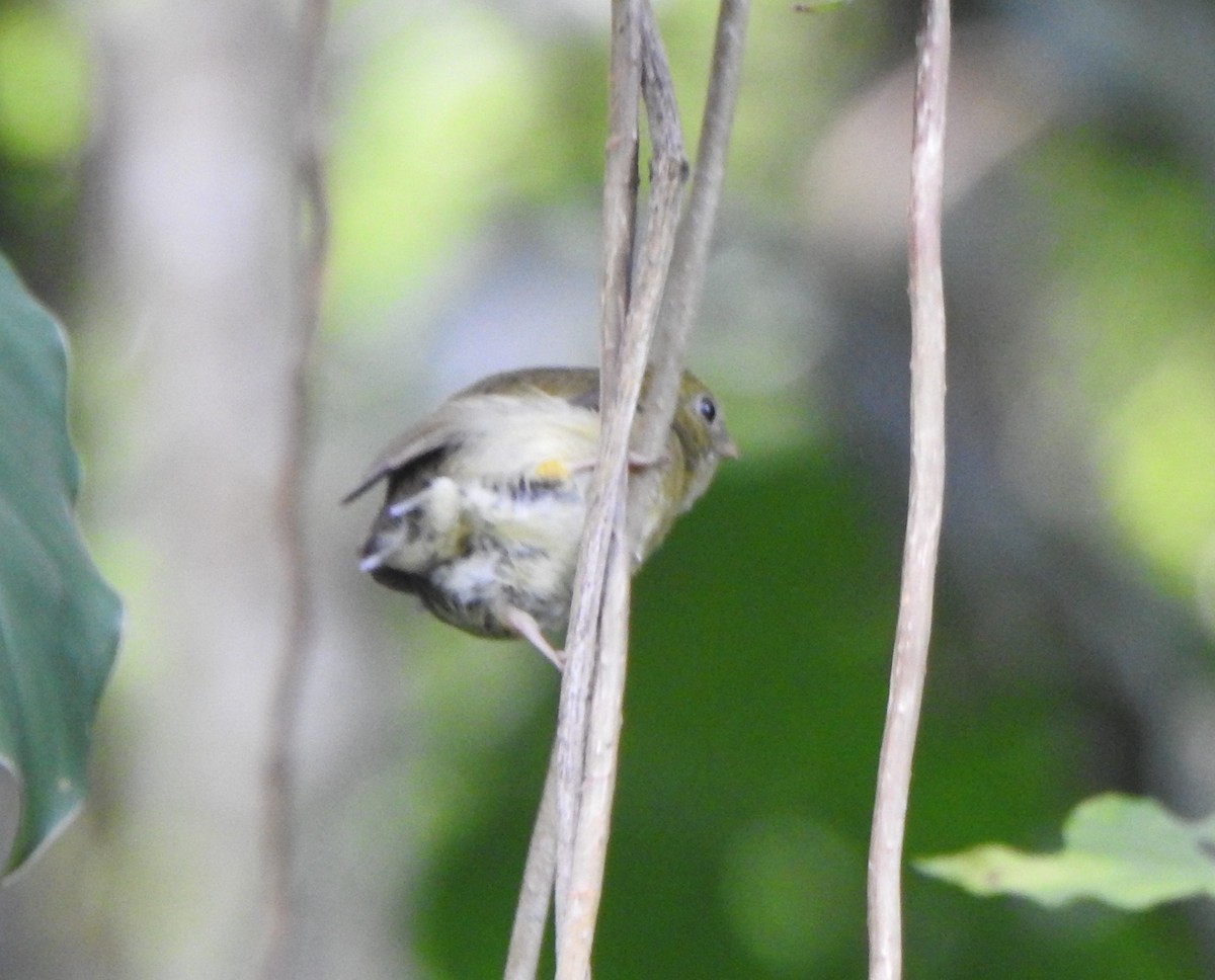 Striolated Manakin - ML624581328