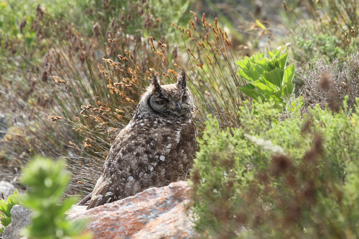 Spotted Eagle-Owl - ML624581330