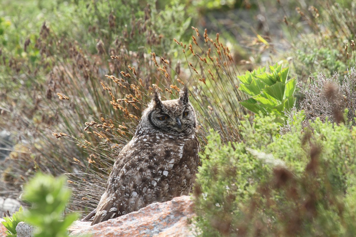 Spotted Eagle-Owl - ML624581331