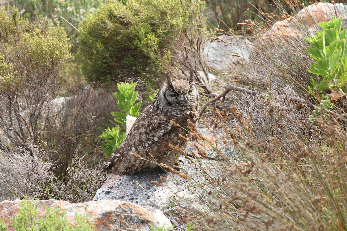 Spotted Eagle-Owl - ML624581332