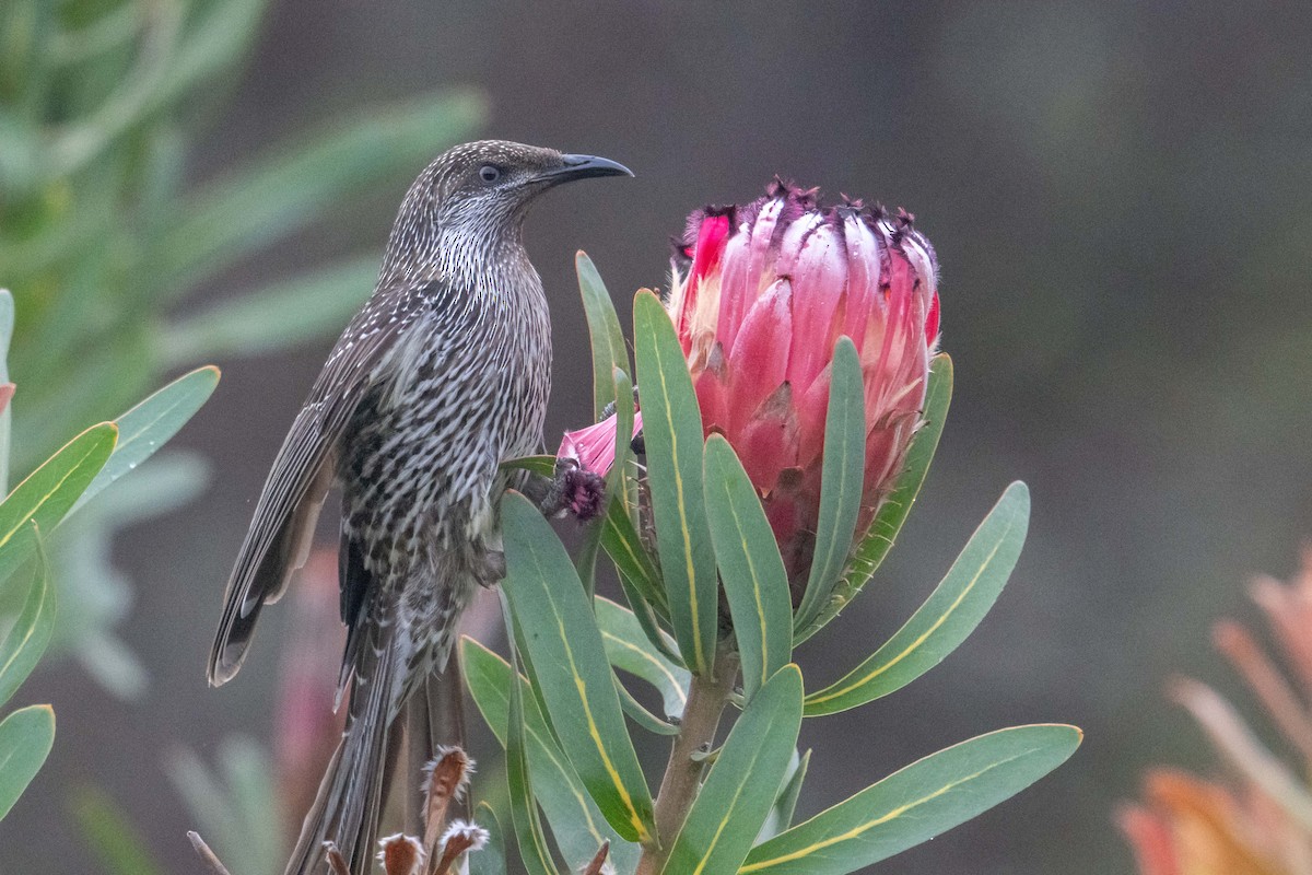 Little Wattlebird - ML624581336