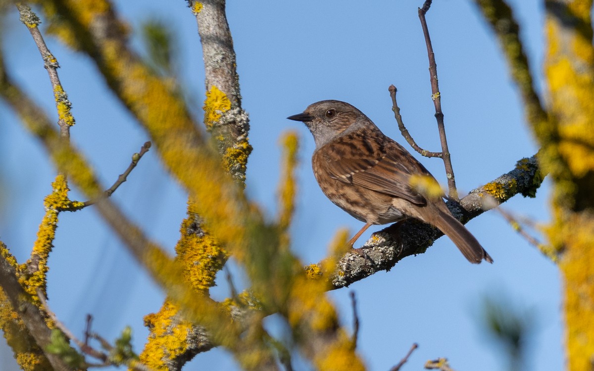 Dunnock - Serge Horellou