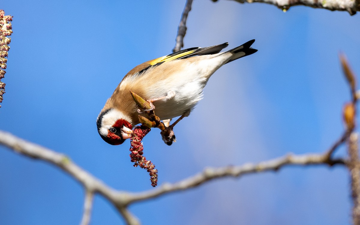 European Goldfinch - Serge Horellou