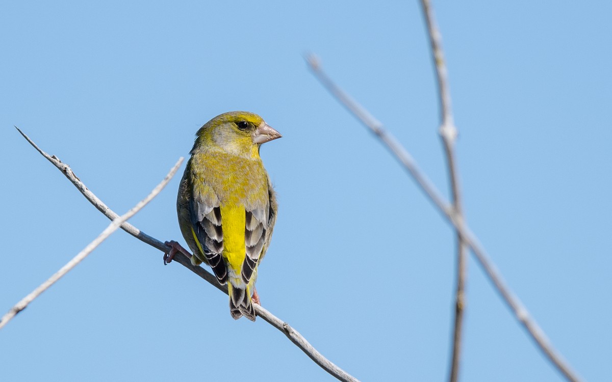 European Greenfinch - Serge Horellou