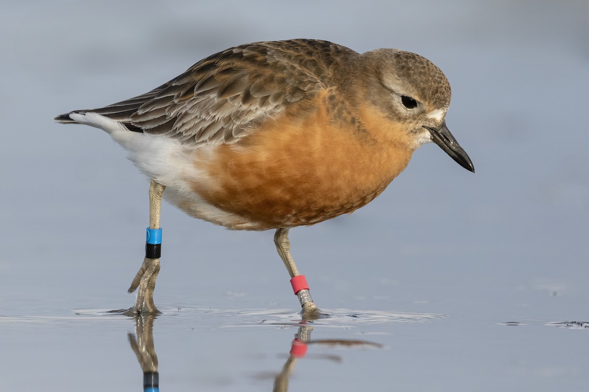 Red-breasted Dotterel (Southern) - ML624581344