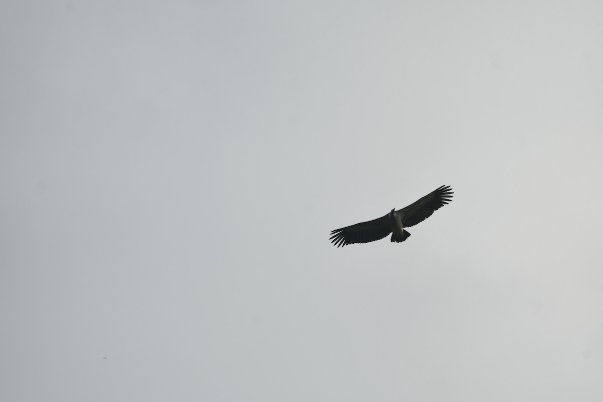 Indian Vulture - ML624581348