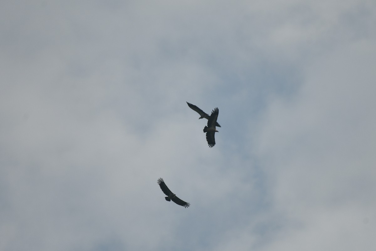 Indian Vulture - ML624581350