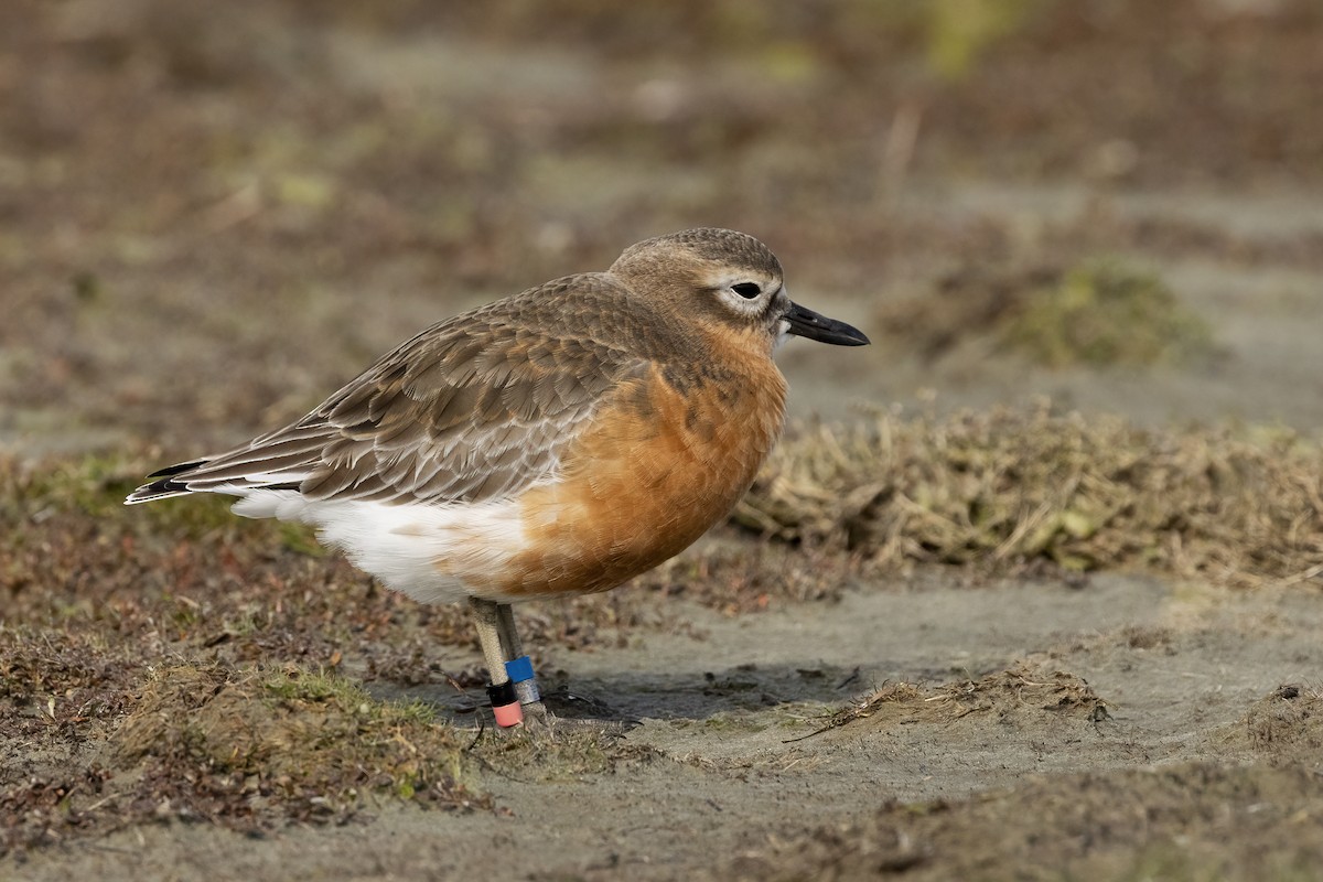 Red-breasted Dotterel (Southern) - ML624581365