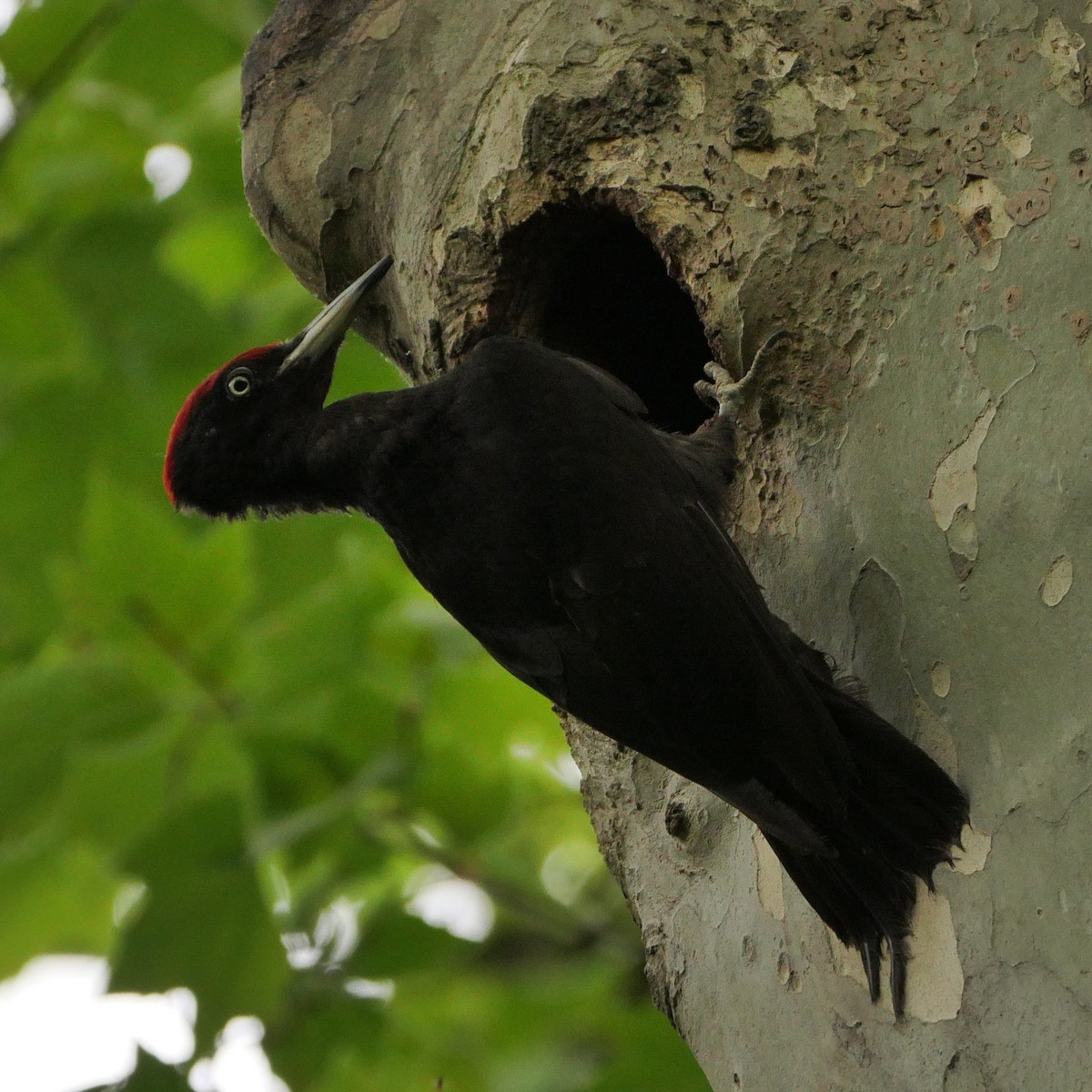 Black Woodpecker - Tom Carley