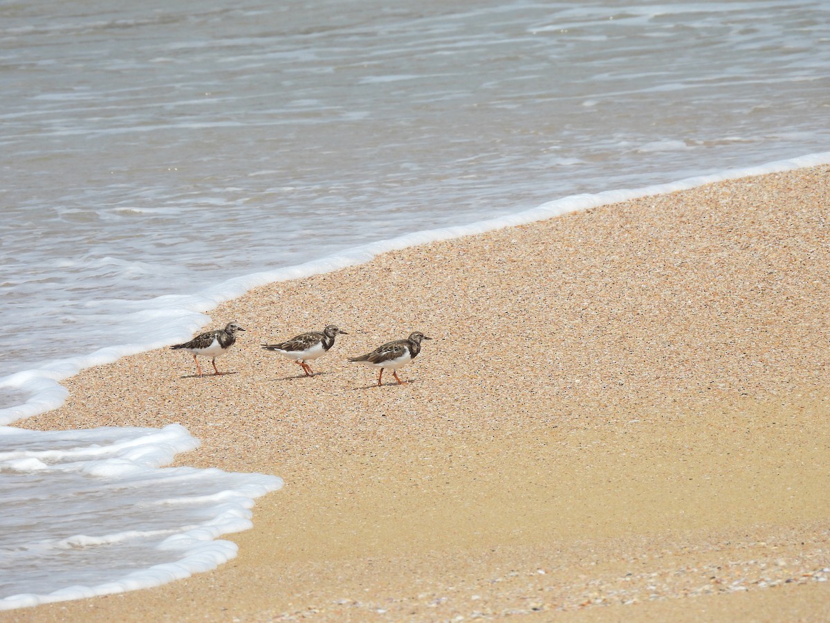 Ruddy Turnstone - ML624581432