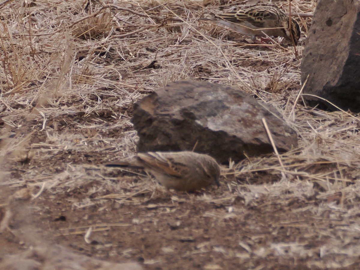 Lark-like Bunting - ML624581438