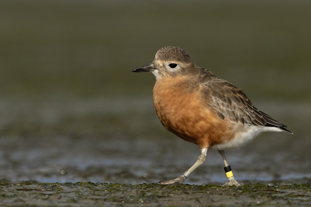 Red-breasted Dotterel (Southern) - ML624581439