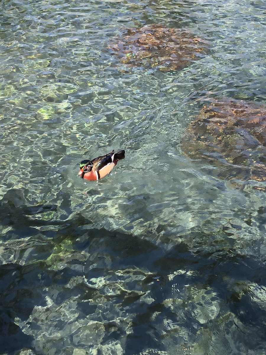 Wood Duck - ML624581443