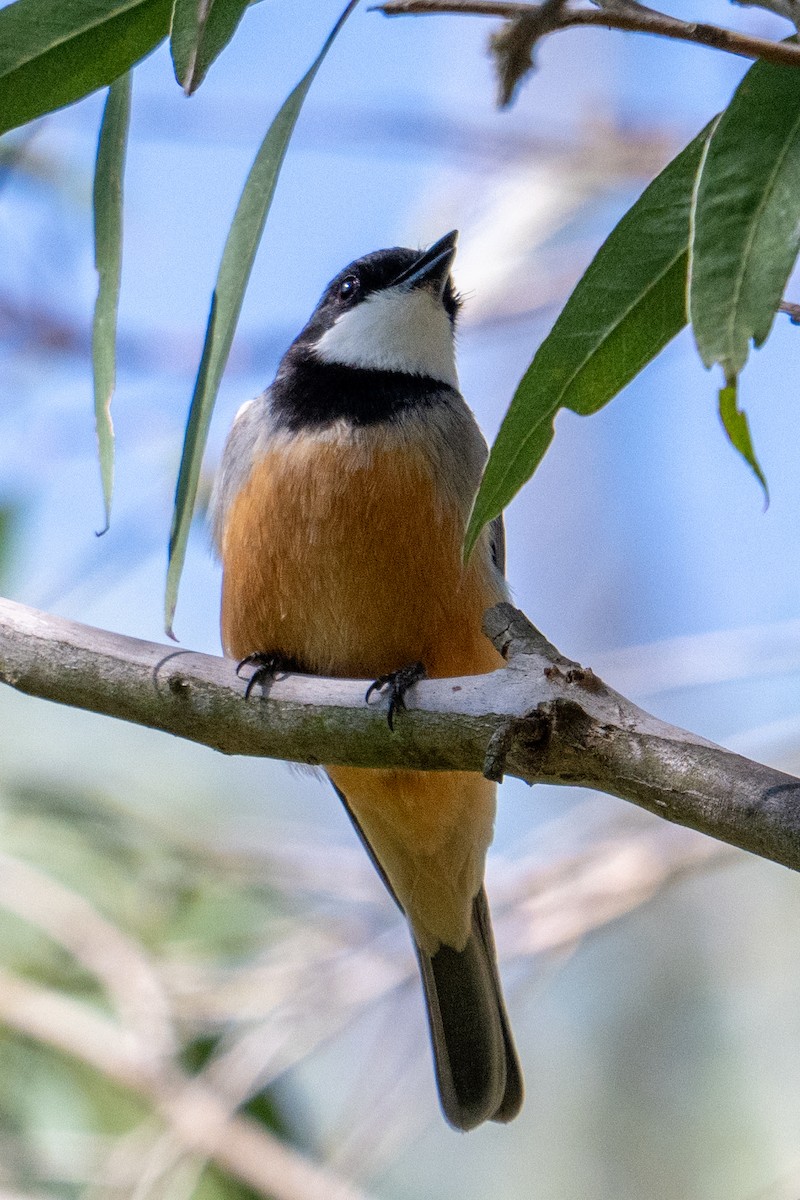 Rufous Whistler - Sue Allison