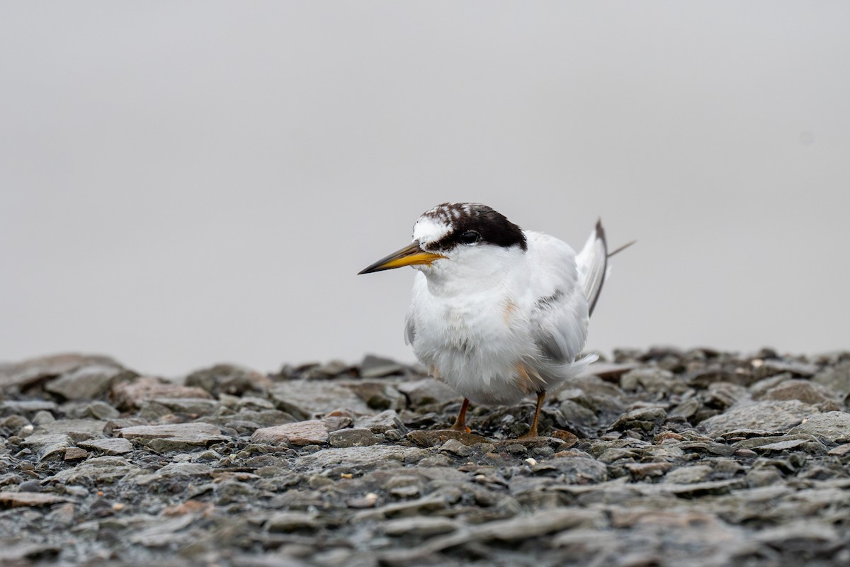 Saunders's Tern - ML624581480