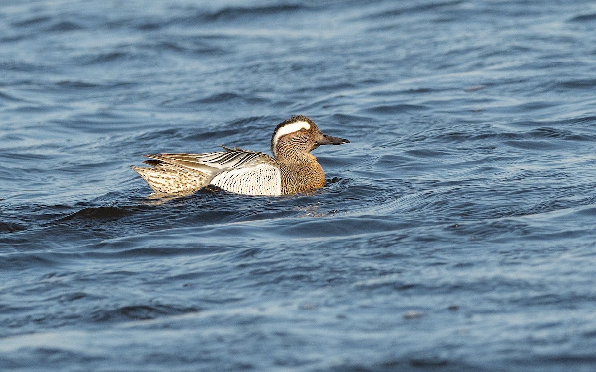 Garganey - ML624581481