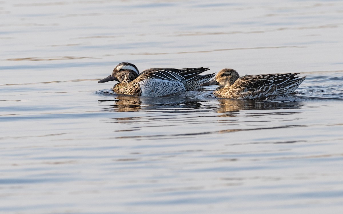 Garganey - ML624581482