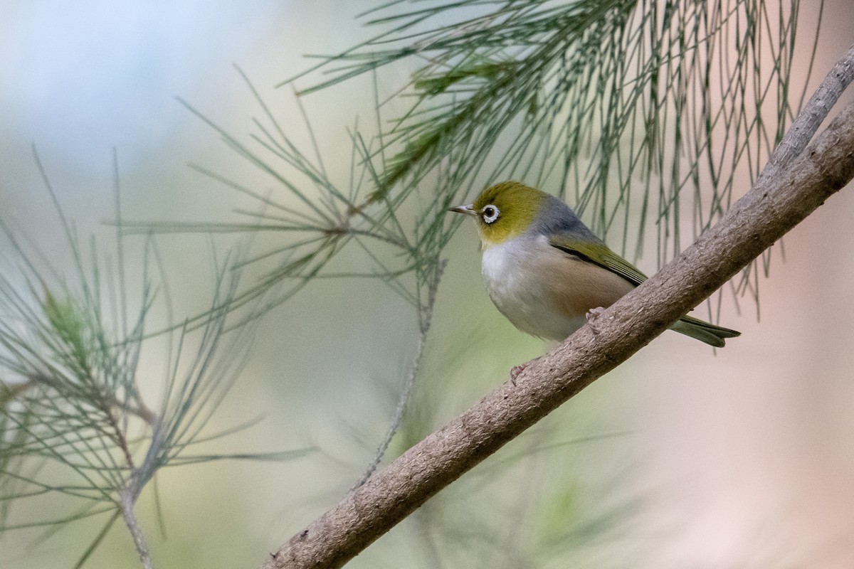 Silvereye - ML624581486